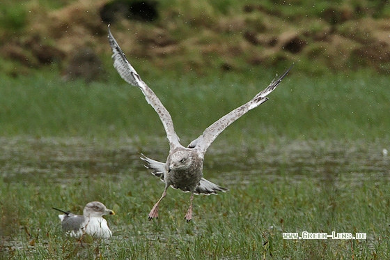 Amerik. Silbermöwe - Copyright Stefan Pfützke