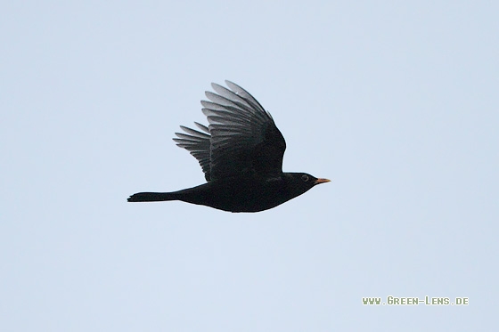 Amsel - Copyright Stefan Pfützke