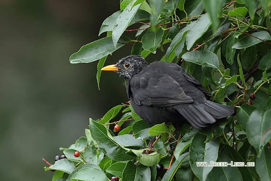 Amsel - Copyright Stefan Pfützke
