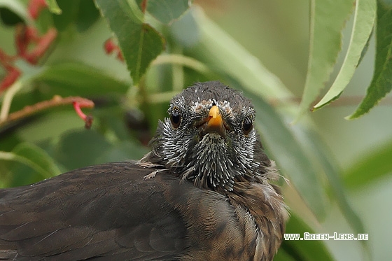 Amsel - Copyright Stefan Pfützke