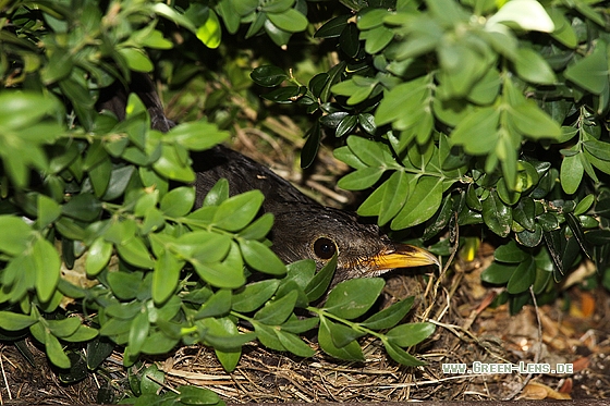Amsel - Copyright Stefan Pfützke