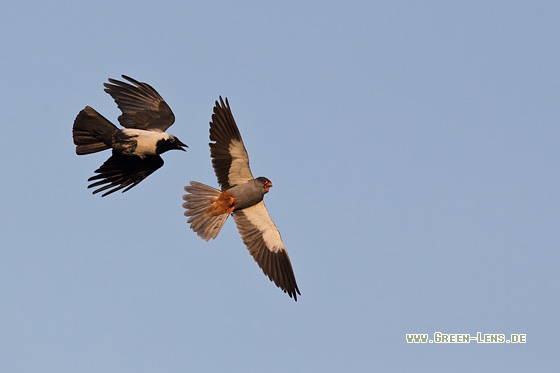 Amurfalke - Copyright Mathias Putze