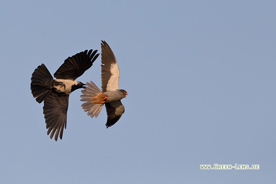 Amurfalke - Copyright Mathias Putze