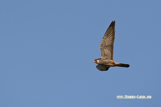 Amurfalke - Copyright Mathias Putze