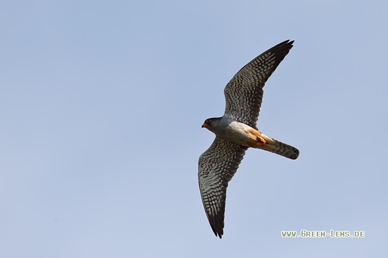 Amurfalke - Copyright Mathias Putze