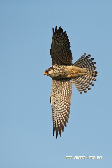 Amurfalke - Copyright Mathias Putze