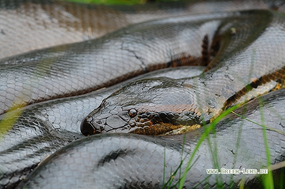 Große Anakonda - Copyright Christian Gelpke