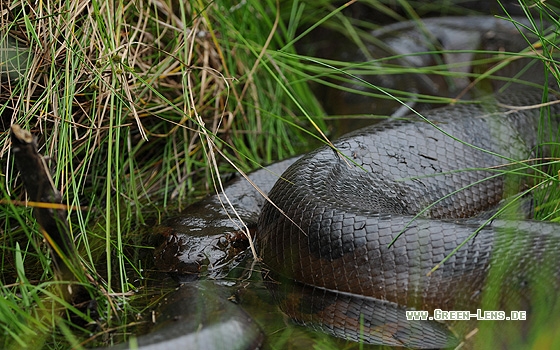 Große Anakonda - Copyright Christian Gelpke
