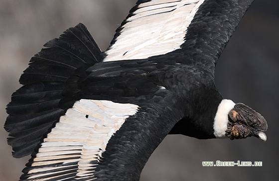 Andenkondor - Copyright Christian Gelpke