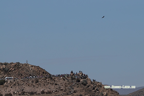 Andenkondor - Copyright Christian Gelpke