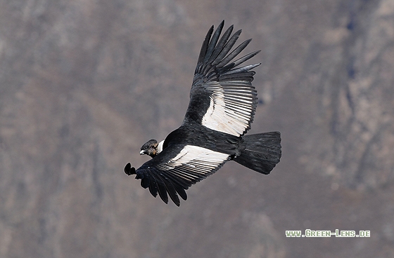 Andenkondor - Copyright Christian Gelpke