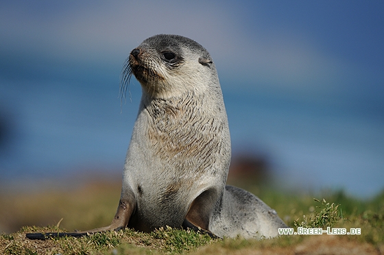Antarktischer Seebär - Copyright Christian Gelpke
