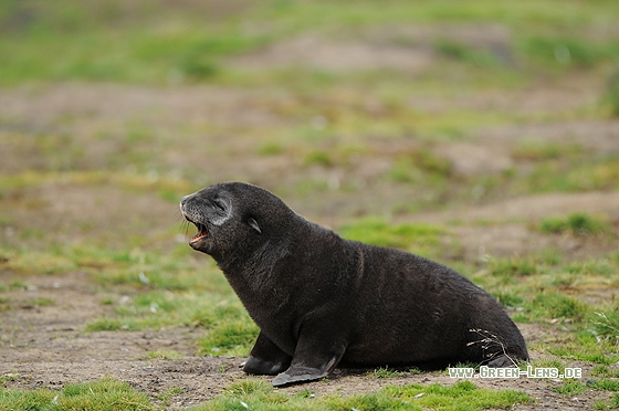 Antarktischer Seebär - Copyright Christian Gelpke
