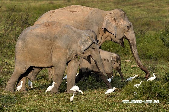 Asiatischer Elefant - Copyright Stefan Pfützke