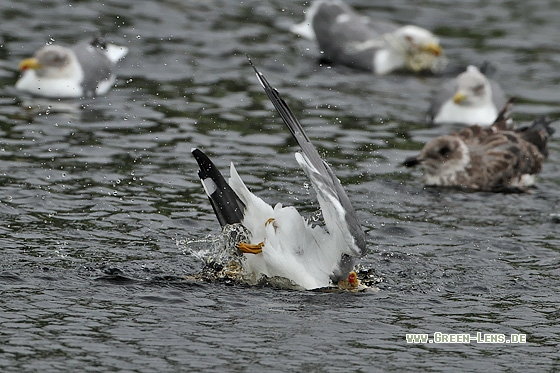 Mittelmeermöwe - Copyright Stefan Pfützke