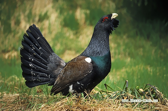 Auerhuhn - Copyright Stefan Pfützke