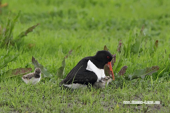 Austernfischer - Copyright Stefan Pfützke