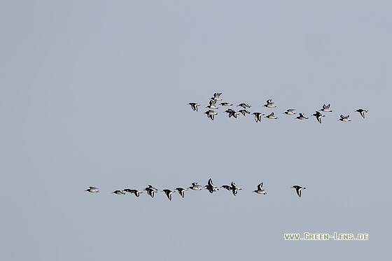 Austernfischer - Copyright Stefan Pfützke