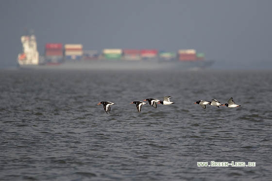 Austernfischer - Copyright Stefan Pfützke