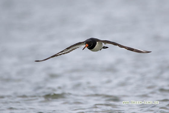 Austernfischer - Copyright Stefan Pfützke