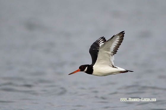 Austernfischer - Copyright Stefan Pfützke