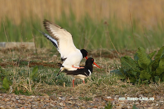 Austernfischer - Copyright Stefan Pfützke