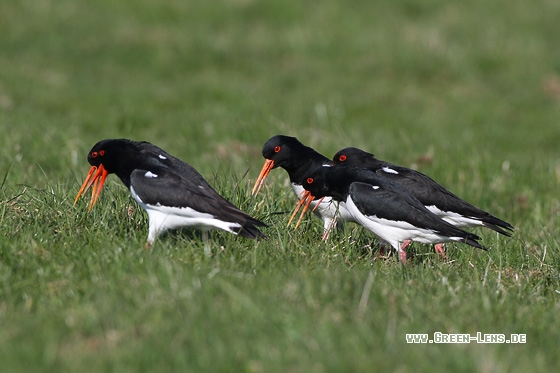 Austernfischer - Copyright Stefan Pfützke