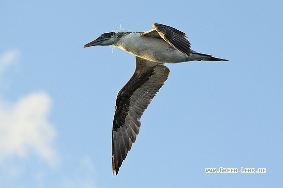 Basstölpel - Copyright Stefan Pfützke