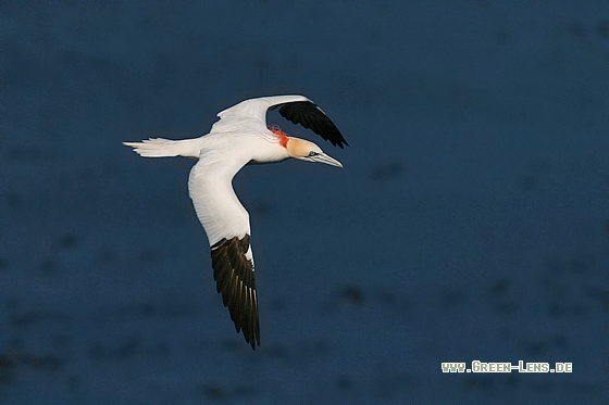 Basstölpel - Copyright Stefan Pfützke