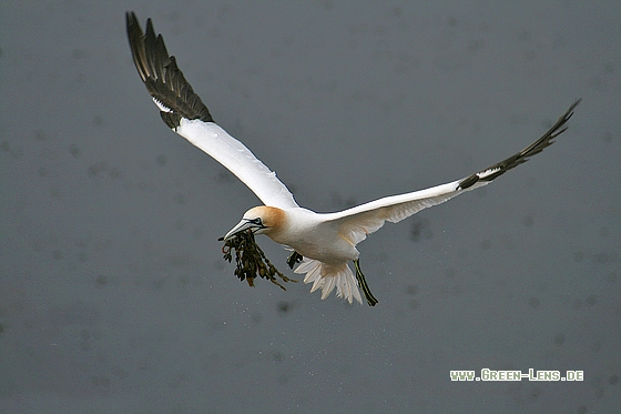 Basstölpel - Copyright Stefan Pfützke