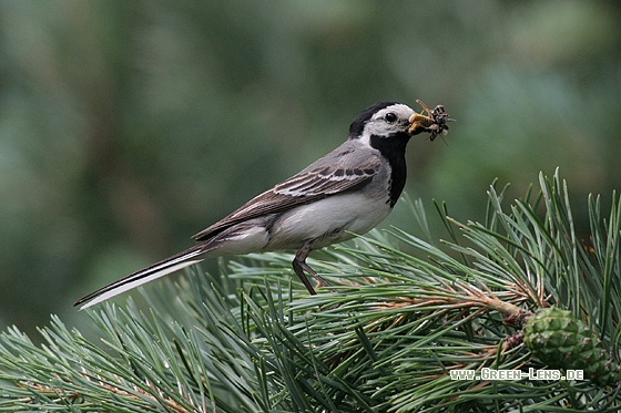 Bachstelze - Copyright Stefan Pfützke