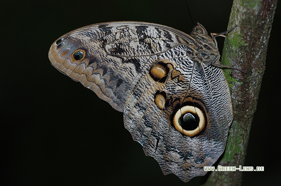 Bananenfalter - Copyright Christian Gelpke