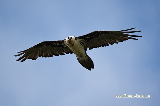 Bartgeier - Copyright Mathias Putze