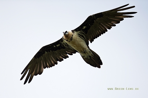 Bartgeier - Copyright Mathias Putze