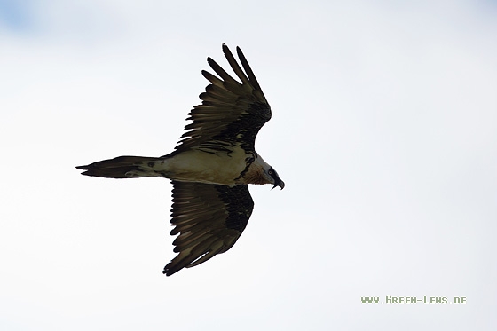 Bartgeier - Copyright Mathias Putze