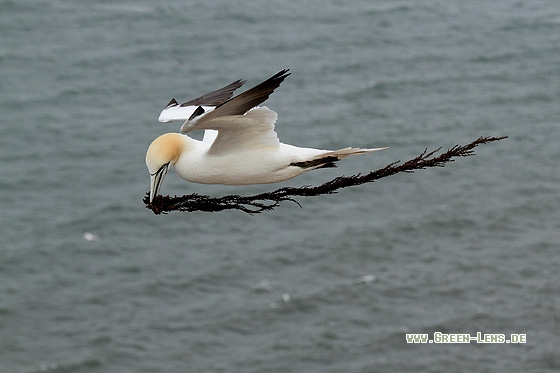 Basstölpel - Copyright Stefan Pfützke