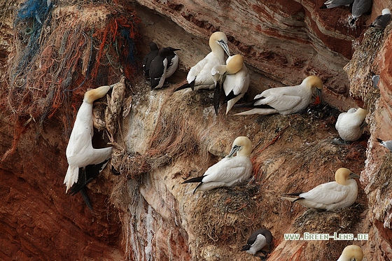 Basstölpel - Copyright Stefan Pfützke