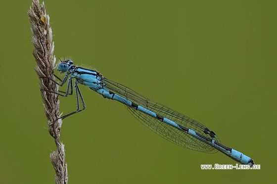 Becher Azurjungfer - Copyright Christian Gelpke