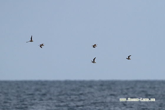 Bekassine - Copyright Stefan Pfützke