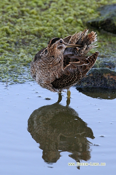 Bekassine - Copyright Stefan Pfützke