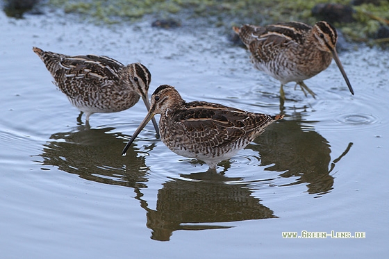 Bekassine - Copyright Stefan Pfützke