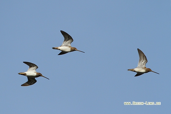 Bekassine - Copyright Stefan Pfützke