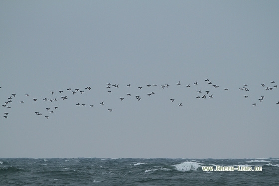 Bergente - Copyright Stefan Pfützke