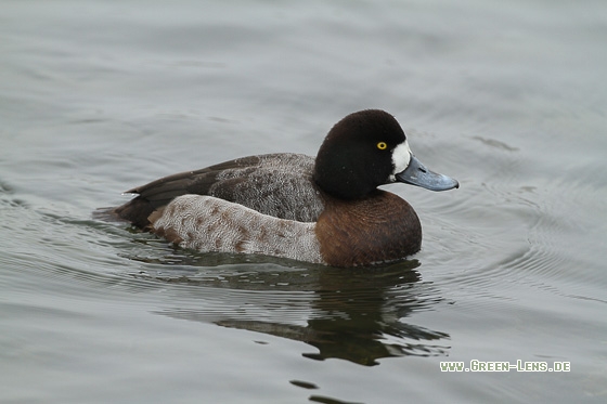 Bergente - Copyright Stefan Pfützke