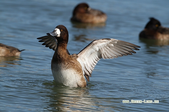 Bergente - Copyright Stefan Pfützke