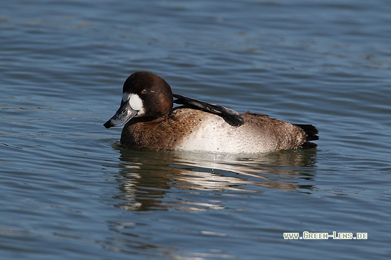 Bergente - Copyright Stefan Pfützke