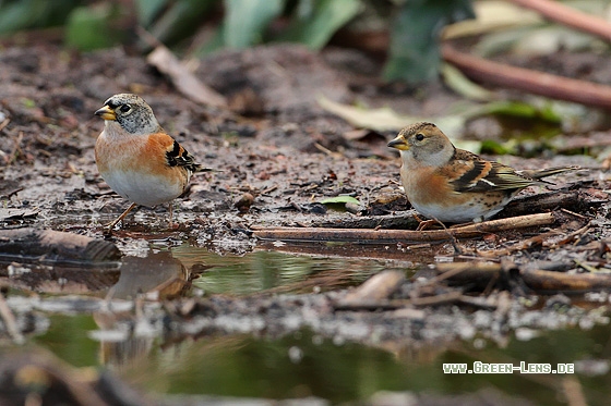 Bergfink - Copyright Stefan Pfützke
