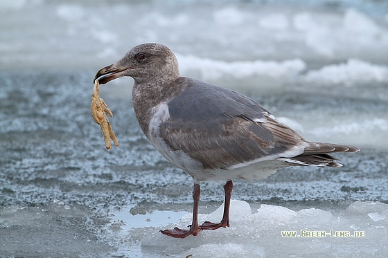 Beringmöwe - Copyright Stefan Pfützke