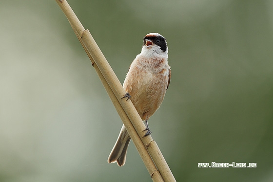 Beutelmeise - Copyright Stefan Pfützke