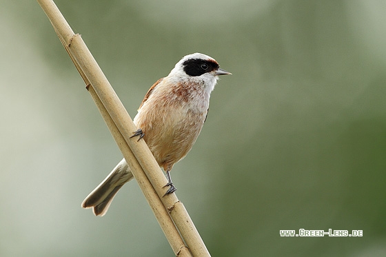 Beutelmeise - Copyright Stefan Pfützke